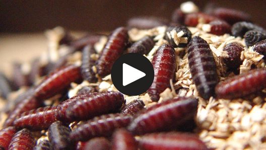 Screwworm Video Resources