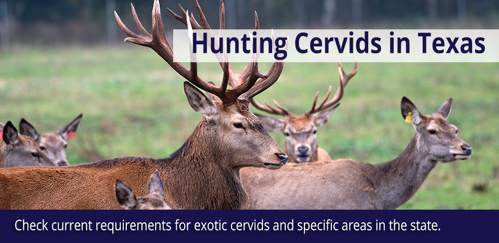 Hunting Cervids in Texas - Check current requirements for exotic cervids and specific areas in the state.