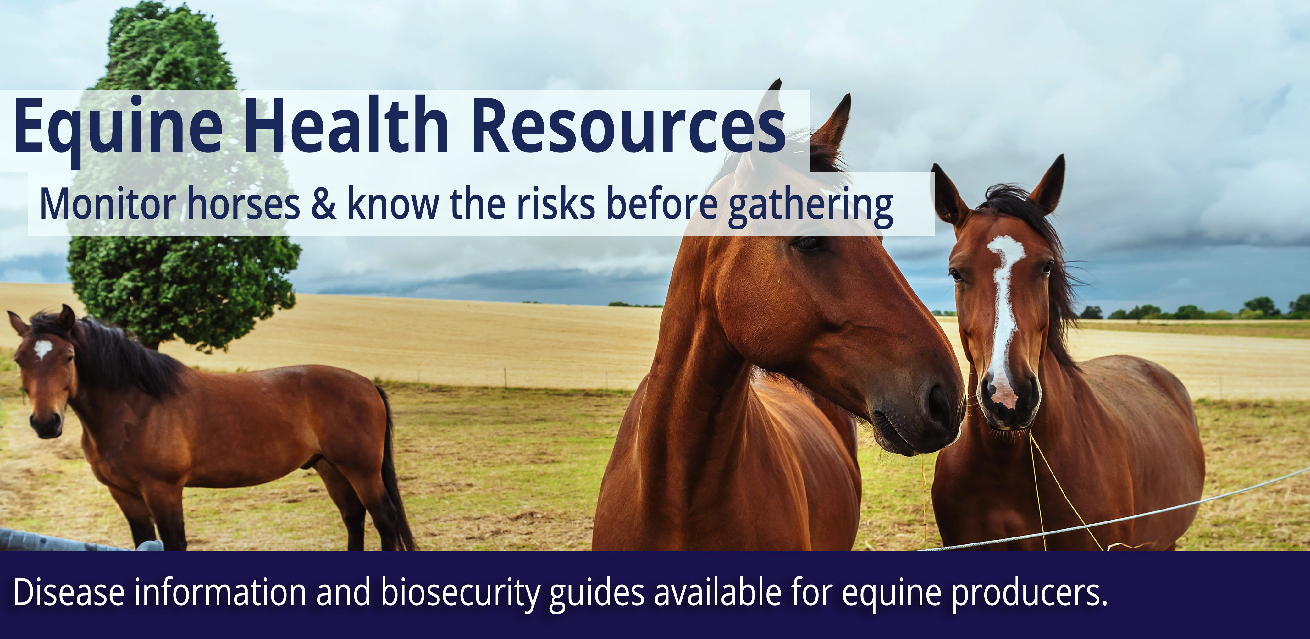Equine Health Resources. Monitor horses and know the risks before gathering.